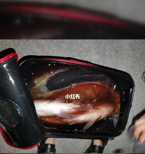 低温夜钓鲢鳙的绝佳技巧（掌握关键技巧让你在寒冷夜晚也能享受丰收）