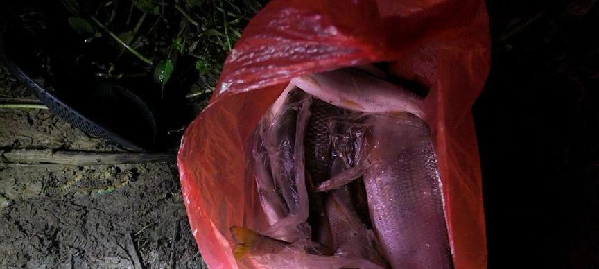 夏夜钓鲢鳙之技巧与心得（探秘夏季钓鲢鳙的有效策略）