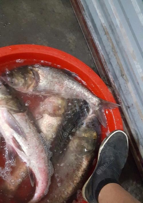 夜钓鲢鳙，单钩挂饵的技巧与方法（钓鲢鳙必备）