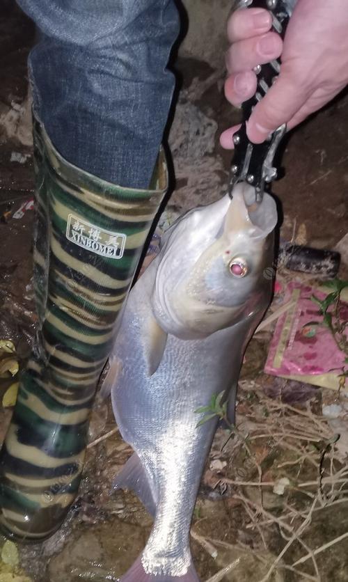 夜钓鲢鳙鱼的最佳时间和技巧（掌握最佳钓鱼时间和有效技巧）