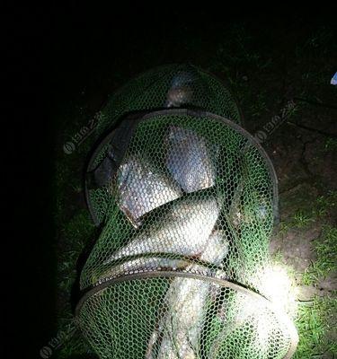 夜钓鲢鳙鱼的技巧与方法（探秘夜晚钓鲢鳙的窍门与技术）