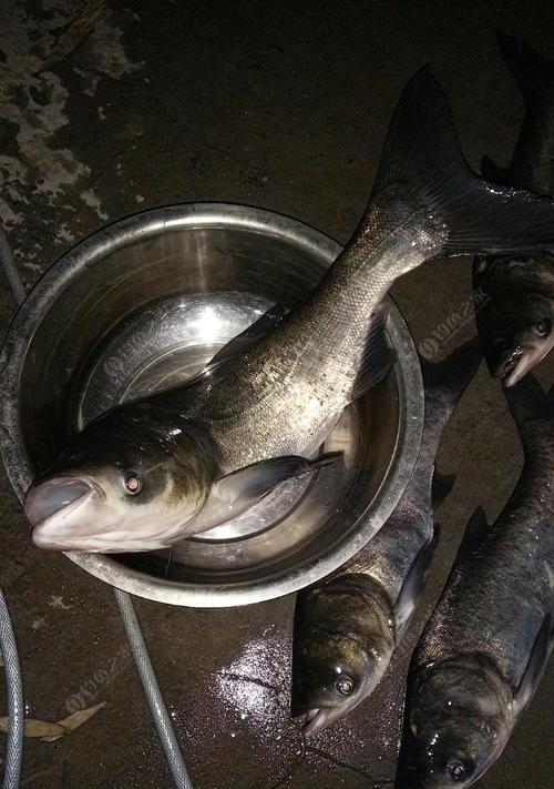 夜钓鲢鳙的最佳时间、技巧与方法（捕捉夜晚的闪光猎物）