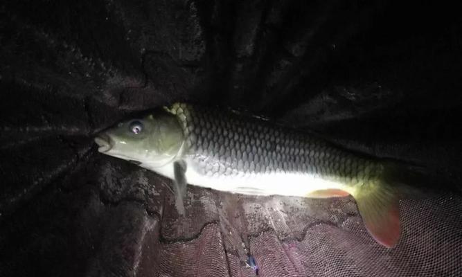 夜钓两根竿子钓鱼的最佳搭配技巧（提高钓鱼效率的关键是合理选择和运用两根竿子）