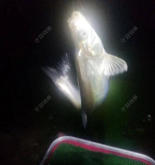 夜钓鲈鱼的正确方法和技巧（掌握这一关键）