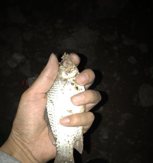保护罗非鱼，共享夜钓乐趣（夜钓罗非鱼的小技巧与保护措施）