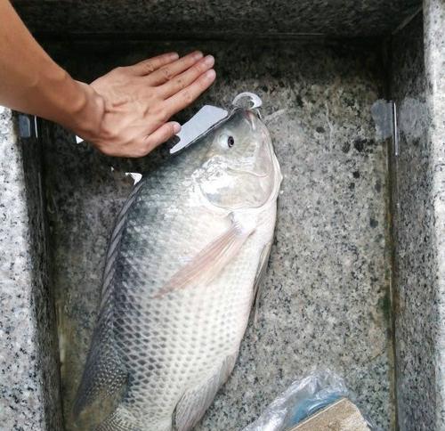 夜钓罗非鱼打窝技巧（掌握关键点）