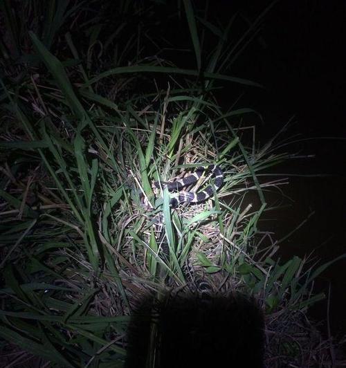 夜钓闷竿技巧（掌握关键诀窍）