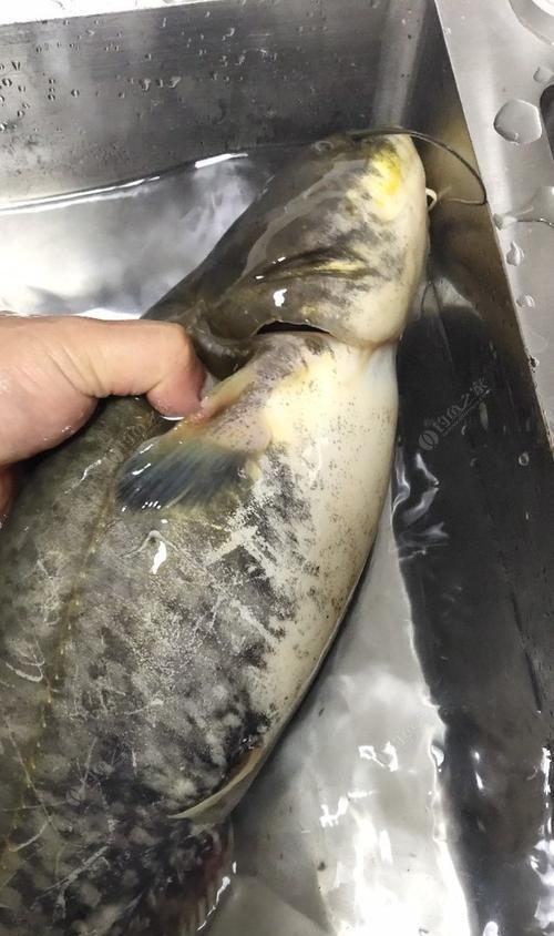 夜钓鲶鱼的技巧和方法（熟悉钓点环境与投饵策略是关键）