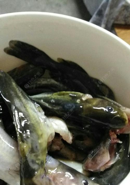 夜钓鲶鱼六大技巧（提高钓鲶成功率的关键技巧）