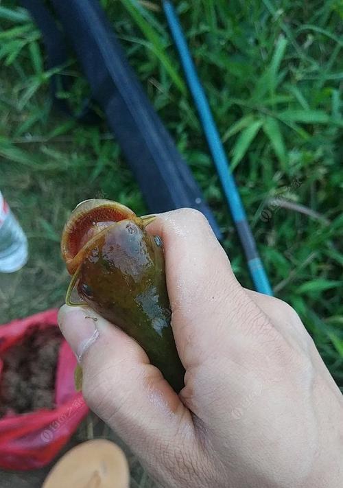 夜钓鲶鱼技巧与饵料配方（钓鲶鱼的高效技巧和经典配方）
