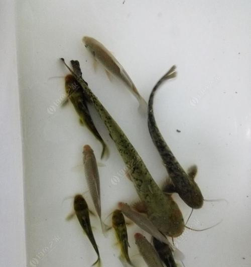 夜钓鲶鱼技巧大揭秘（掌握夜钓鲶鱼的关键）
