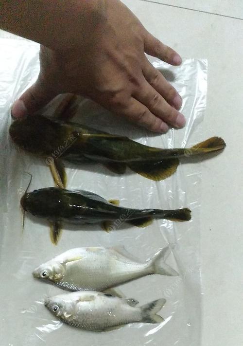 夜钓鲶鱼子母钩技巧（钓鲶鱼子母钩的七大技巧）