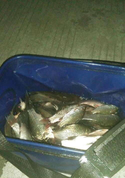 夜钓藕塘钓鲫鱼的技巧与方法（点燃夜幕下的渔火）