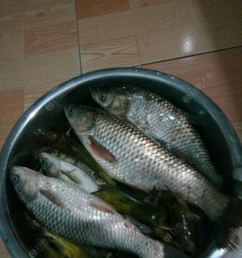 深夜垂钓浅水技巧（探索夜晚的钓鱼宝藏）