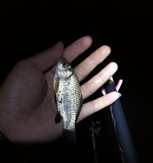 深夜垂钓浅水技巧（探索夜晚的钓鱼宝藏）