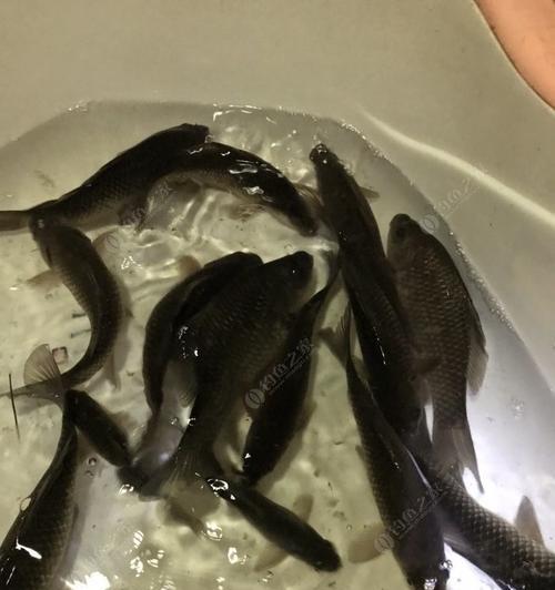 夜钓浅滩钓鱼技巧（夜晚浅滩钓鱼的实用经验分享）
