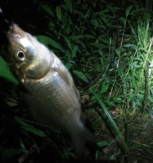 夜钓桥筏走水技巧教程（掌握关键技巧）