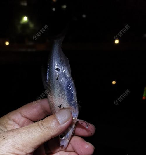 夜钓翘嘴技巧（掌握打竿时机）