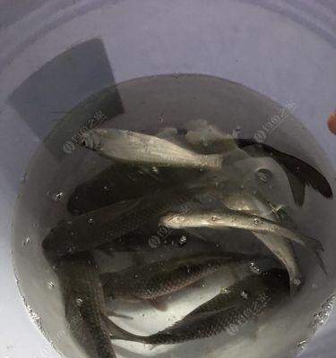 夜钓翘嘴绝密技巧（揭秘夜钓翘嘴绝密技巧）