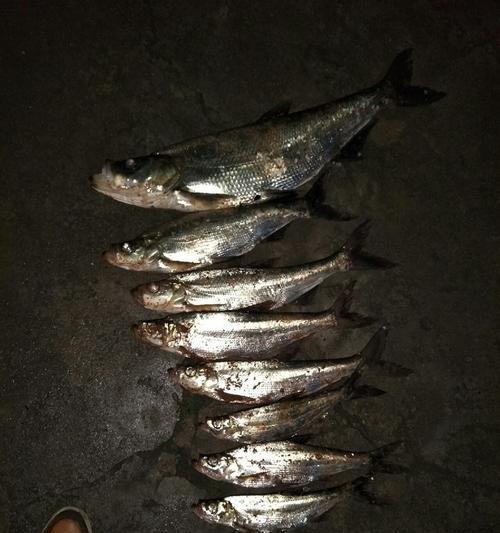 夜钓翘嘴泥鳅的技巧（揭秘夜钓翘嘴泥鳅的捕捉技巧与经验）