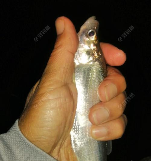 夜钓翘嘴收线技巧大揭秘（夜钓高手分享的最有效的翘嘴收线技巧）