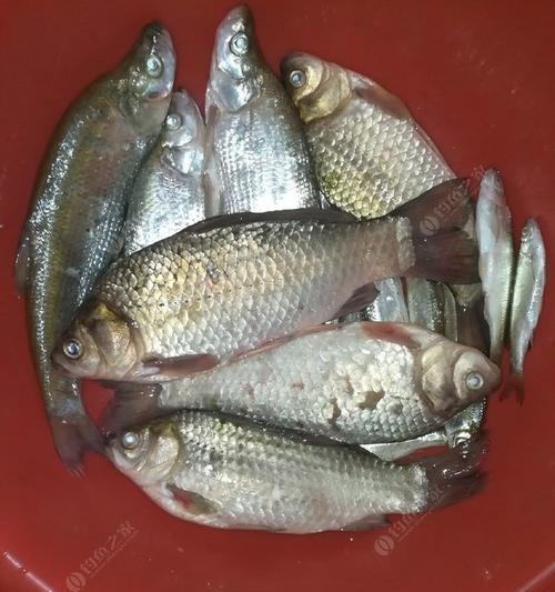 夜钓翘嘴鱼的钓法与饵料技巧（夜钓翘嘴鱼）