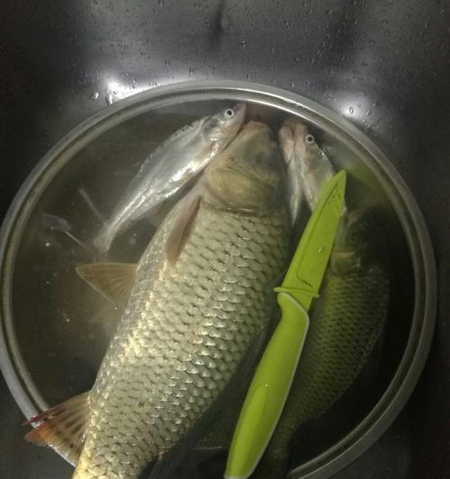 夜钓翘嘴鱼用饵技巧（提高夜钓翘嘴鱼成功率的饵料选择和运用技巧）