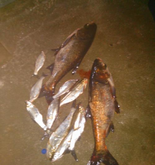 夜钓翘嘴鱼用饵技巧（提高夜钓翘嘴鱼成功率的饵料选择和运用技巧）
