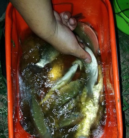 夜钓翘嘴鱼用饵技巧（提高夜钓翘嘴鱼成功率的饵料选择和运用技巧）