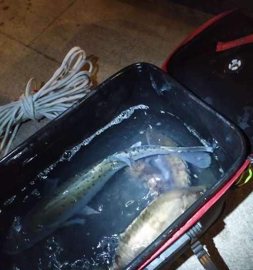 夜钓翘嘴的技巧与注意事项（夜间钓鱼技巧）