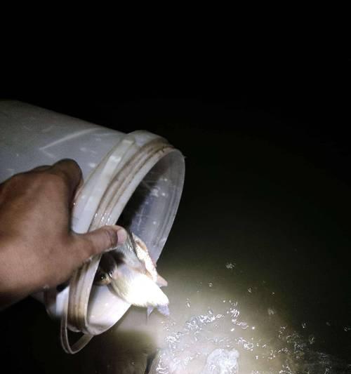 夜钓青鱼的技巧与方法（享受夜晚的宁静）