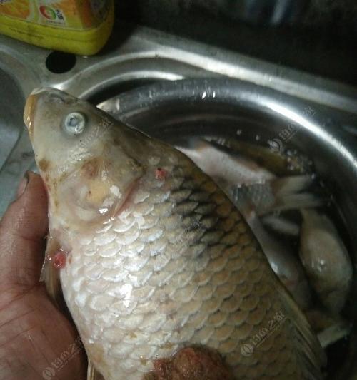 夜钓蚯蚓钓翘嘴技巧解密（绝密技巧让你成为夜钓高手）