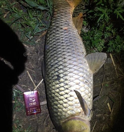 夜钓全腥饵的使用方法和技巧（让你的夜钓更加出色的秘密武器）