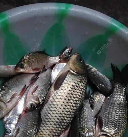 夜钓全腥饵的使用方法和技巧（让你的夜钓更加出色的秘密武器）