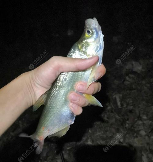 夜钓技巧（提高夜钓效率）
