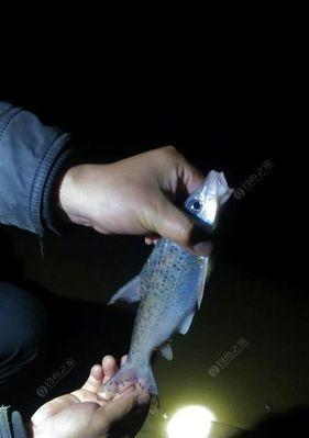 荧光棒夜钓技巧大揭秘（以荧光棒为利器）