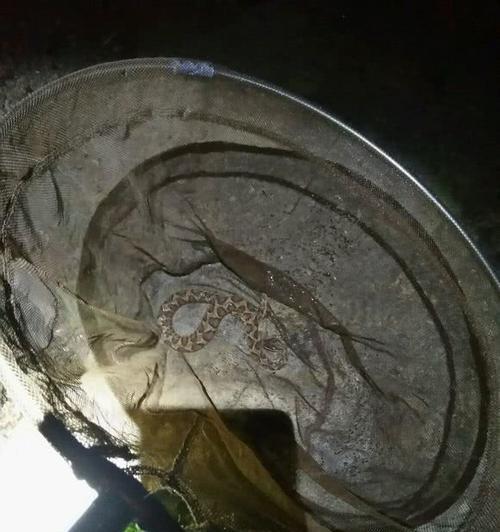 夜钓鳝鱼的技巧与方法（探秘夜晚钓鳝鱼的窍门）