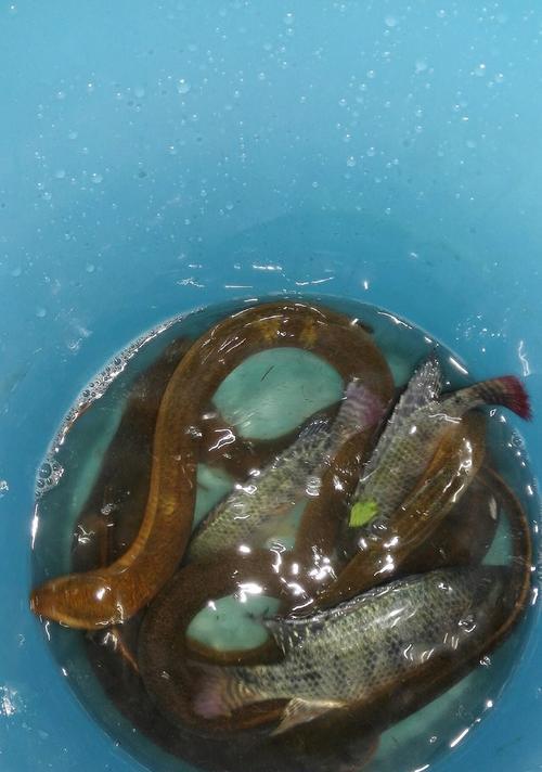 夜钓鳝鱼的技巧与方法（钓鳝鱼的有效技巧和专业方法）
