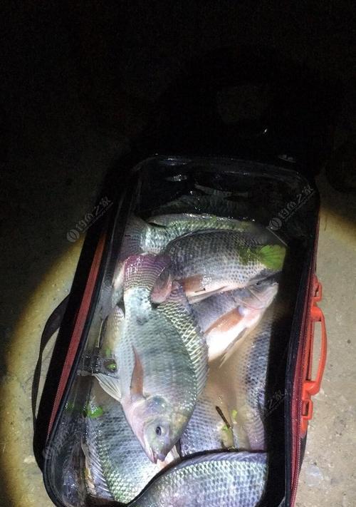 夜钓鳝鱼的技巧与方法（钓鳝鱼的有效技巧和专业方法）