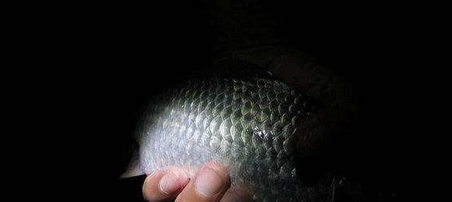 深水河夜钓技巧（揭秘夜晚钓鱼的诀窍）
