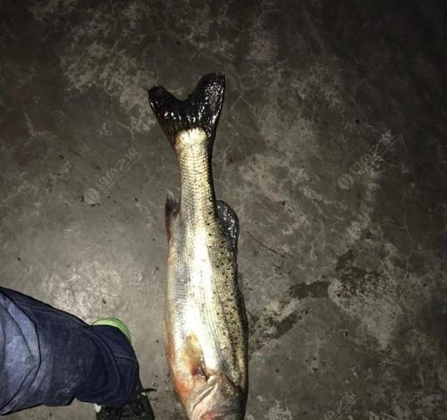 夜钓技巧（提高成功率的关键是什么）
