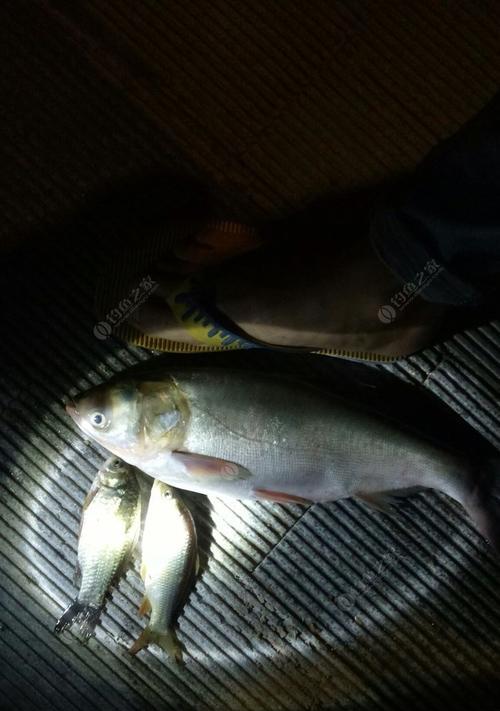 夜钓手竿钓鲢鳙技巧（夜晚垂钓鲢鳙的高效方法与技巧）