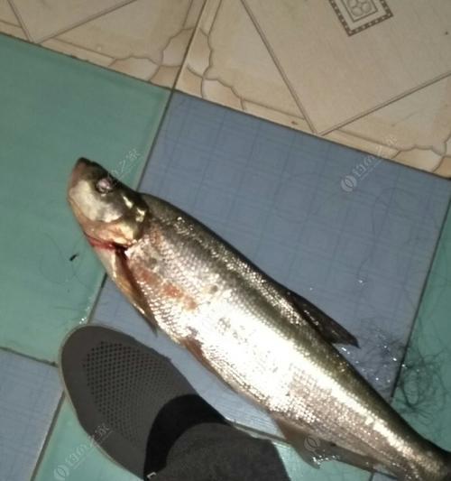 夜钓手竿玉米钓翘嘴技巧（掌握钓翘嘴技巧）