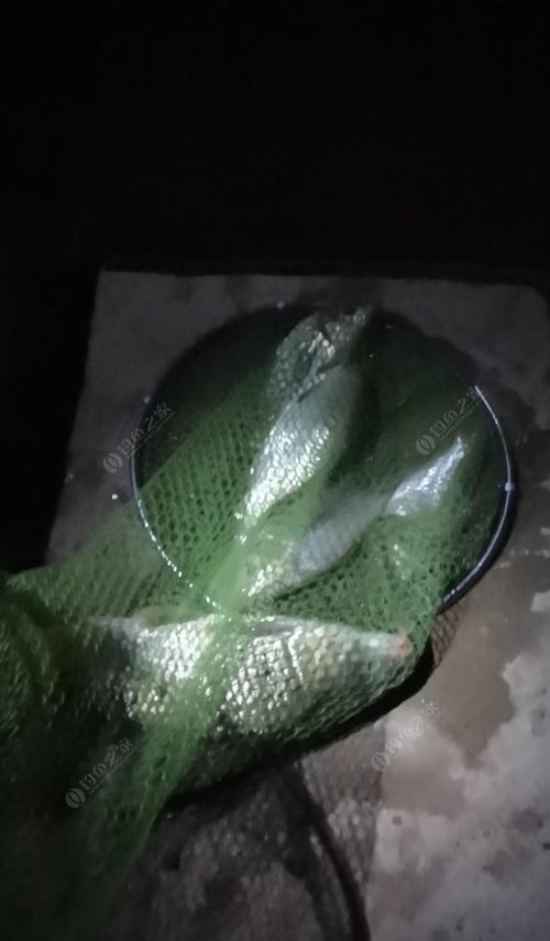 夜钓守大鱼的绝技（揭秘夜间钓鱼的技巧与经验）