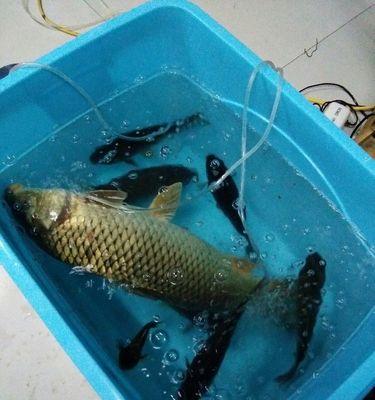 夜钓守钓鲤鱼的技巧（夜间钓鲤鱼）