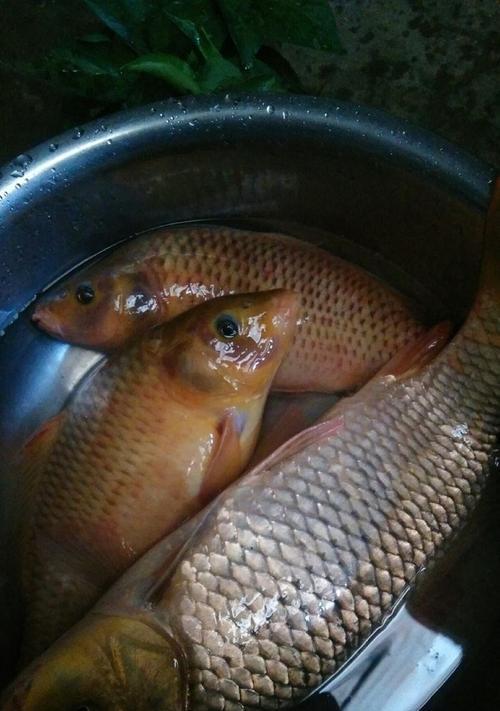 夜钓守钓鲤鱼的技巧（夜间钓鲤鱼）
