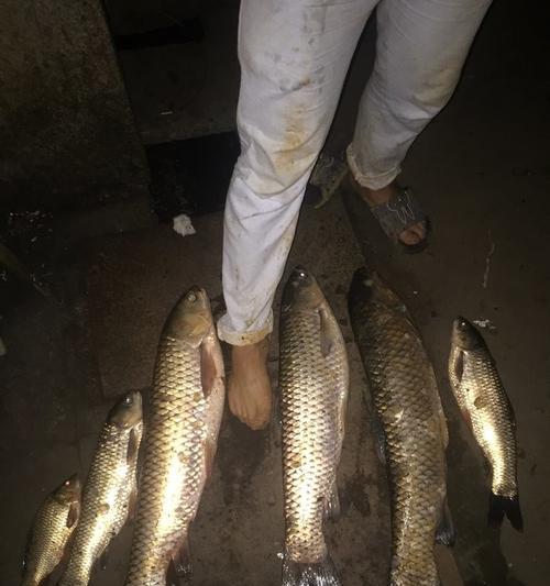 夜钓水库钓草鱼技巧（夜钓水库钓草鱼的必备技巧）