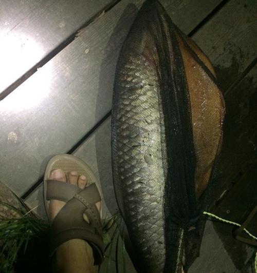 夜钓水库钓草鱼技巧（夜钓水库钓草鱼的必备技巧）