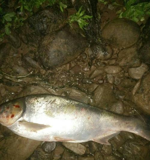夜钓水库钓花鲢鱼的技巧（探秘夜晚水库钓花鲢鱼的窍门）