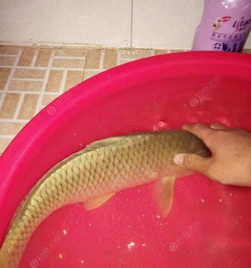 夜钓水库钓鲤鱼技巧（成功钓鲤鱼的实用技巧与经验分享）